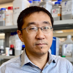 Photo of Xin Ge, PhD, Associate Professor, Institute of Molecular Medicine, University of Texas Health Science Center at Houston , Associate Professor , Molecular Medicine , University of Texas Health Science Center at Houston